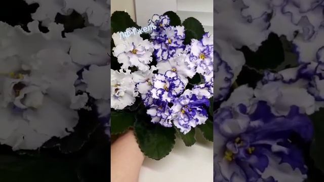 Фиалки ЛФ-Гжель и ЛЕ-Августина смотреть онлайн