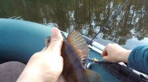 Спиннинг в Подмосковье 2022! Мой новый спиннинг Perfect JIG CFPJ-81-UL-SS