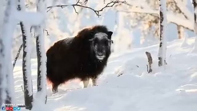 Лечебная музыка для сердца и сосудов! Успокаивает нервную систему и радует душу, Нежная музыка