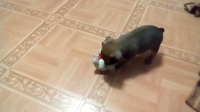 Щенок той терьера играет с игрушкой / The puppy of that terrier plays with a toy смотреть онлайн