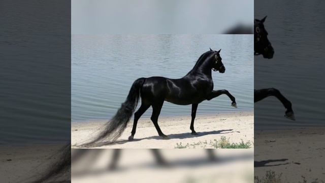 Буша мэ чи сым чоро щаво смотреть онлайн