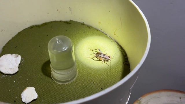 朋友家好多“小寶貝”，9妹帶裝備來看，這些你們有見過嗎【巧婦9妹】 смотреть онлайн