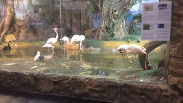 VLOG || Зоопарк || отсталая обезьяна? смотреть онлайн