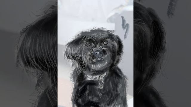 How I draw pets in Adobe Fresco, iPad #dog #adobefresco #art #charcoal #charcoaldrawing #howtodraw смотреть онлайн