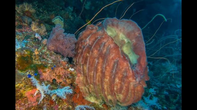 Tubbataha Reefs Natural Park - 2018 / 04 смотреть онлайн