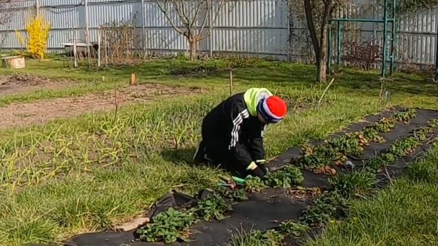 ДАЧНЫЕ БУДНИ: САЖАЕМ КАРТОФЕЛЬ, ОБРЕЗАЕМ КЛУБНИКУ. САМЫЙ СЛОЖНЫЙ ДЕНЬ. КУРСК смотреть онлайн