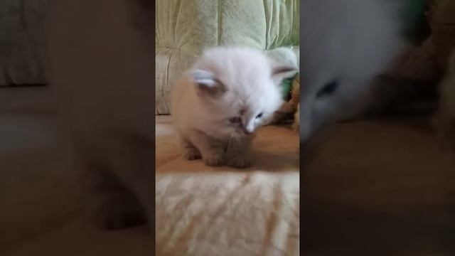 Котята Невские маскарадные, рожд. 8.02.2021.(905)7020039 смотреть онлайн