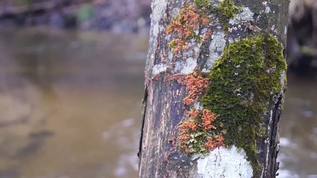 Ciurki i Strumyki #1 - small stream - Sony Alpha SLT-A37 смотреть онлайн