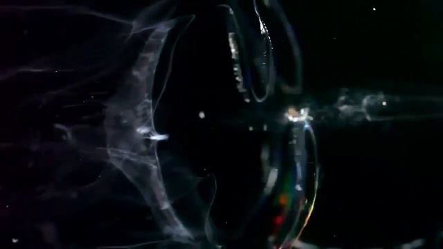 ГРЕБНЕВИКИ - РАЗРУШИТЕЛИ ЭВОЛЮЦИИ смотреть онлайн