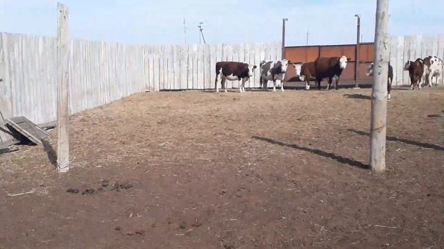 Белоголовый потсосный бычки смотреть онлайн