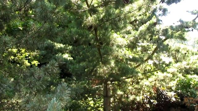 Сосна мелкоцветная "Глаука" Pinus parviflora 'Glauca смотреть онлайн