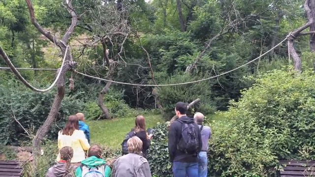 Prague Zoo in July 2016. Пражский зоопарк. Zoo Praha смотреть онлайн