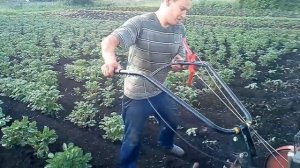 Мотоблок "ОКА" на жигулёвских колёсах.Окучиваем картошку.