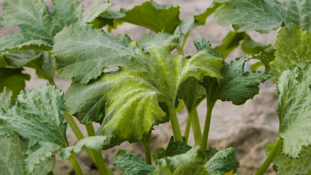 Oklahoma Gardening Episode #4810 (09/04/21)