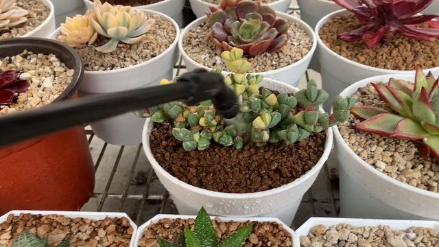#333 WATER MY SUCCULENTS WHEN IT RAINS | TRỜI MƯA MÀ VẪN TƯỚI SEN ĐÁ смотреть онлайн