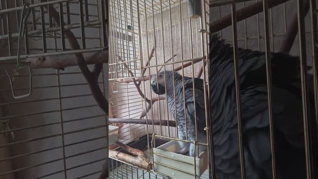 А зачем нужна поилка? Чтобы мыть лапы! смотреть онлайн