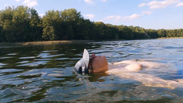 The day we taught our dog to swim смотреть онлайн