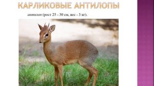 Животные тропических лесов. Африка география 8 кл