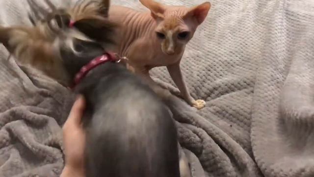 сфинкс злой смотреть онлайн