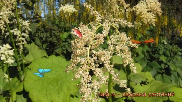 Роджерсия пластинчатая (rodgersia) ? пластинчатая роджерсия обзор: как сажать, рассада роджерсии