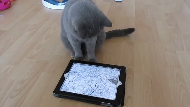 Кошка ADRIANA играет в игры на IPad))) смотреть онлайн
