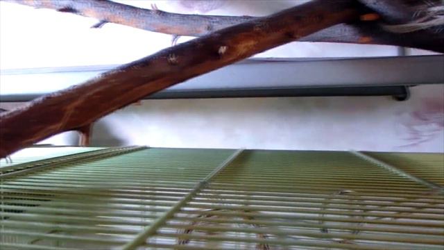Попрыгун воробей Тоша. смотреть онлайн