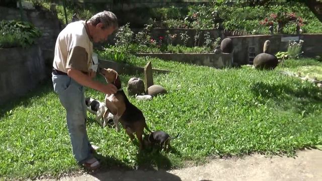 НАШИ ЧЕТВЕРОНОГИЕ СОСЕДИ смотреть онлайн