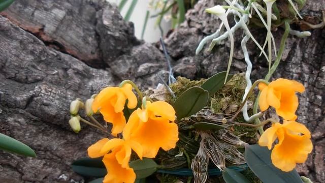 Orchids Flowers | Dendrobium jenkinsii| hoa lan смотреть онлайн
