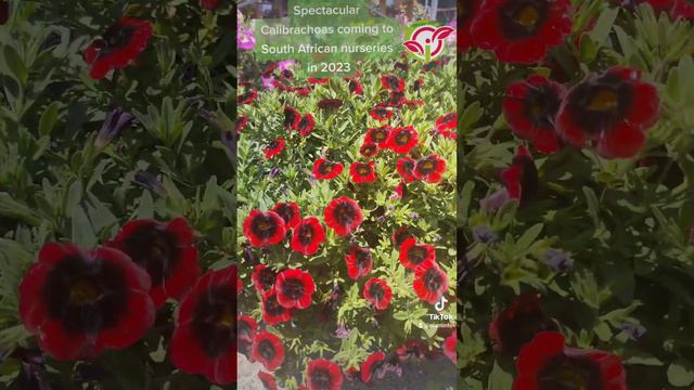 Spectacular Calibrachoa plants with pretty flowers coming to garden centers in South Africa in 2023 смотреть онлайн