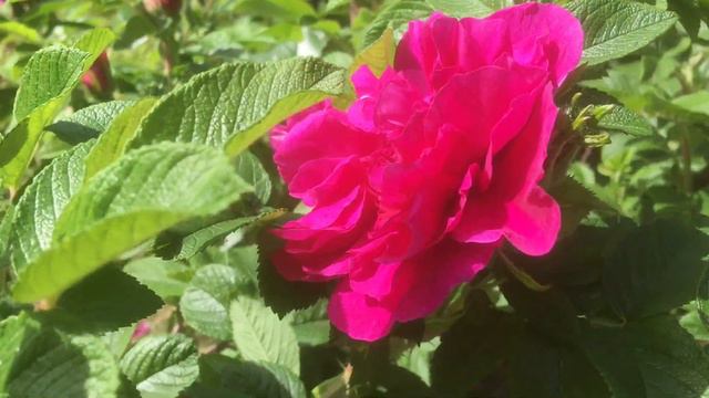 🍃🌹🍃1141🍃🌹🍃Розы у дороги 🍃🌹🍃 🐝#цветы#розы смотреть онлайн