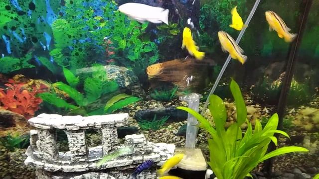 Цихлидник в 100 литрах. Аквариум для души смотреть онлайн