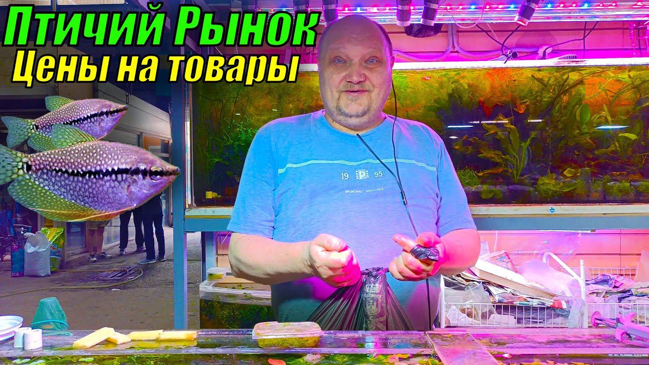 Птичий рынок Садовод летом 2022! Цены на рыбок и растения! смотреть онлайн