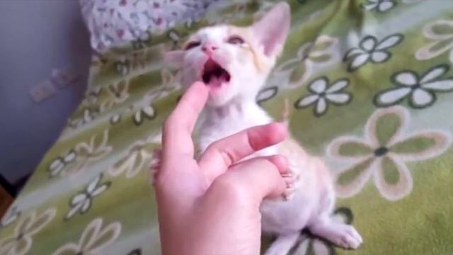 Котёнок был похож на скелет, но только посмотрите каким он стал спустя время смотреть онлайн