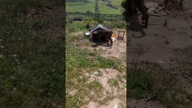 Алано- Испаньол! боевые собаки древних Алан! смотреть онлайн