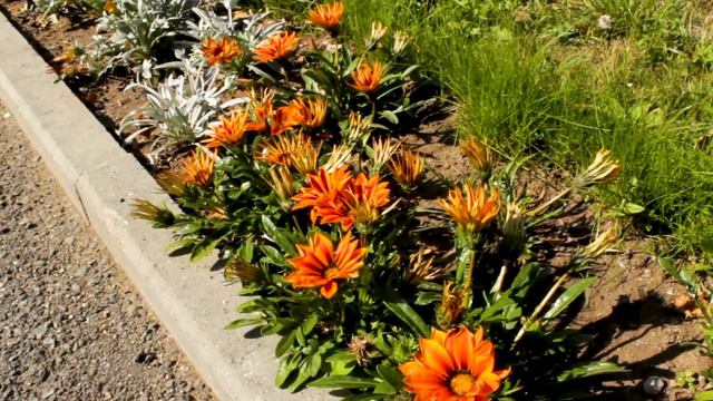 Волшебный цветок смотреть онлайн