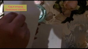 БОЛЬШЕ НЕ  ВЫБРАСЫВАТЬ ЦВЕТЫ!  Как продлить жизнь цветам.  Розы в воске !