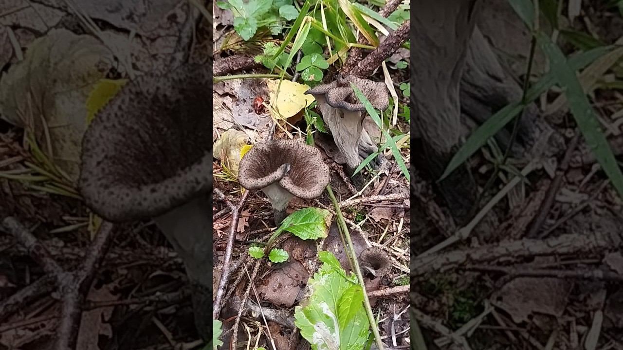 Грибы 2024.Черные лисички. #shortvideo #грибы #грибы2024 #грибалка #грибывлесу #лисички смотреть онлайн