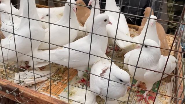 Выставка-ярмарка голубей в Москве! #Голуби #Махачкала #Дагестан #pigeons #göyərçin #садовод смотреть онлайн