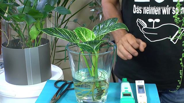 Monstera Adansonii vermehren. Wasserkultur Raphidophora und Philodendron Birkin Hydroponik смотреть онлайн