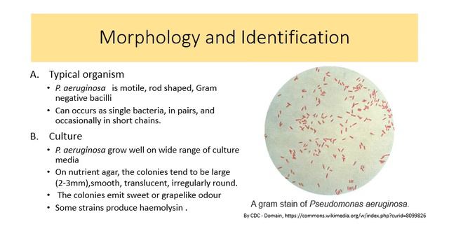 Microbiology Lec 20 | Proteus and Pseudomonas смотреть онлайн