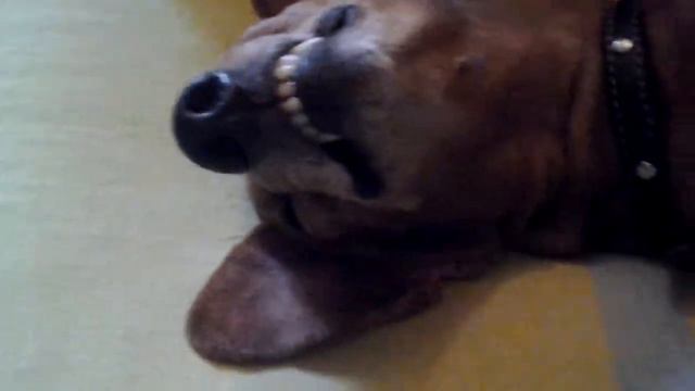 Такса улыбается:) смотреть онлайн