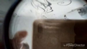 Хлебопечка MAXIMA. Обзор и выпечка цельнозернового хлеба.