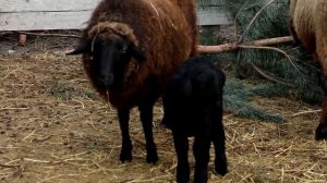 Про болезни овец,витамины, прививки и  препараты.