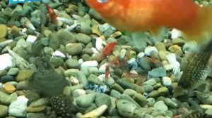 Как вырастить креветок в аквариуме