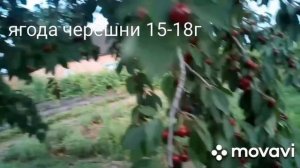 Черешня Мелитопольская крупноплодная в нашем саду 29 лет.Всегда с урожаем!!!