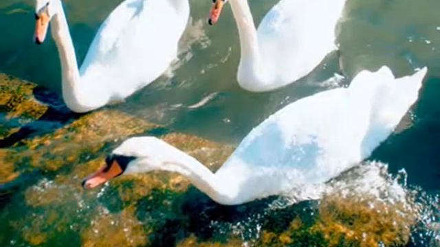 Что я за птица смотреть онлайн