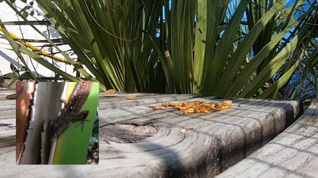 Lizardville Episode 2 - [Wild Male Anole Lizards Battle Over Food or Territory] смотреть онлайн