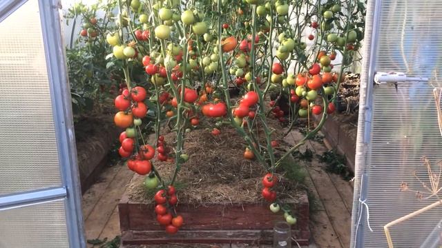 Природное земледелие на практике РЕЗУЛЬТАТЫ смотреть онлайн