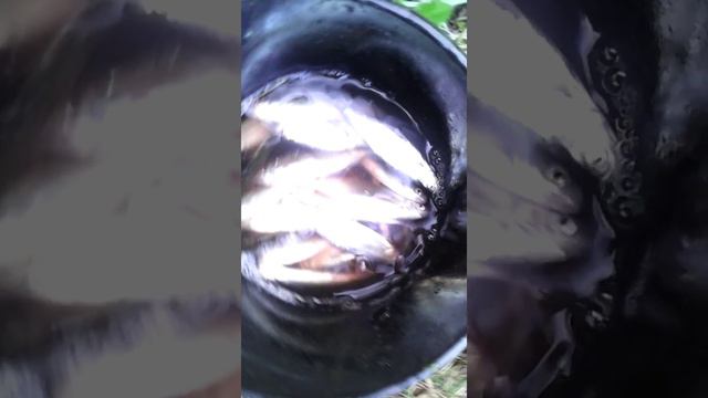 Калиновский ручей:-) смотреть онлайн