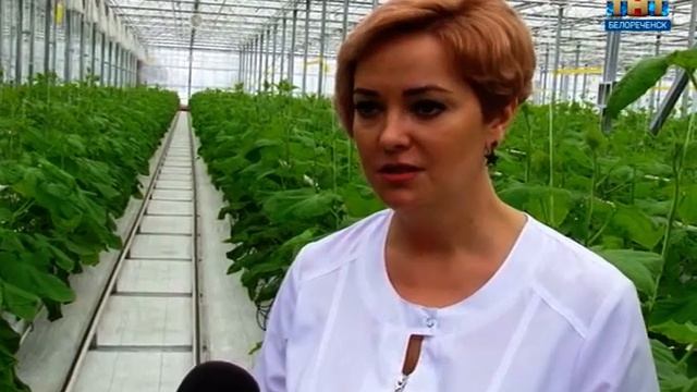 К новогоднему столу белореченцев — свежая зелень смотреть онлайн